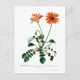 African Daisy Postcard