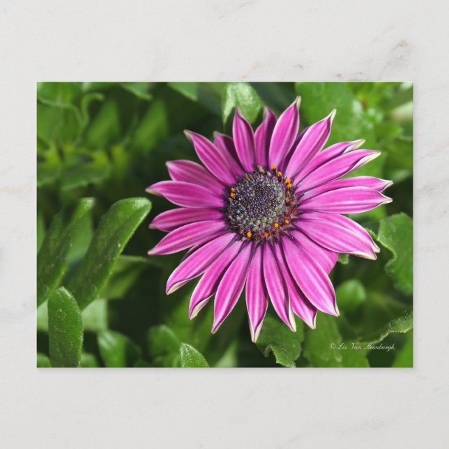 African Daisy Postcard (Front)