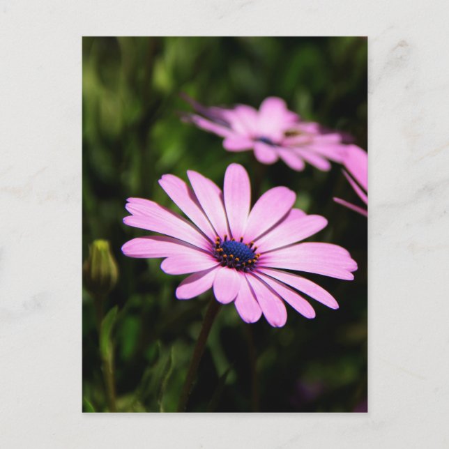 African Daisy Postcard (Front)
