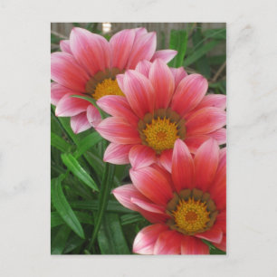 African Daisy Postcard