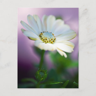 African Daisy Postcard