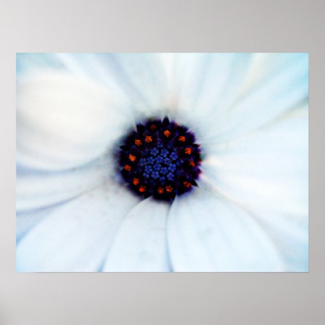 African Daisy Poster (Front)
