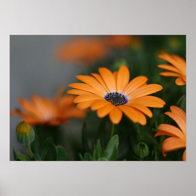 "African Daisy" Poster (Front)