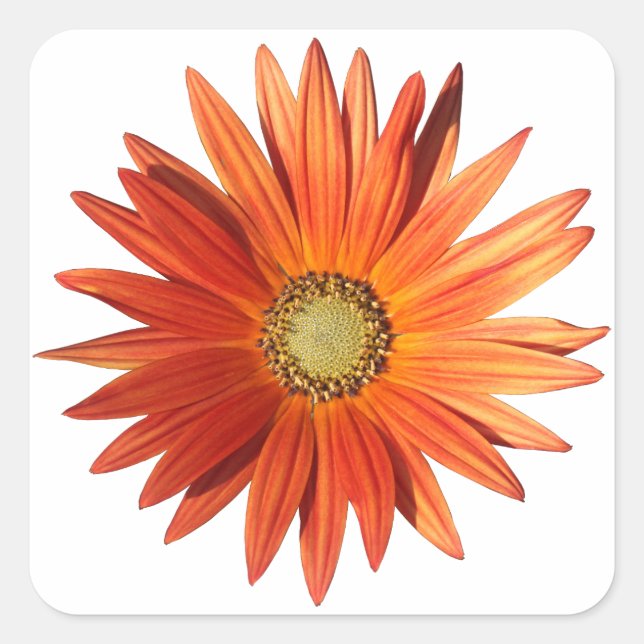 African Daisy Square Sticker (Front)