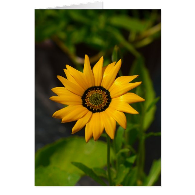 African Daisy Yellow-card (Front)