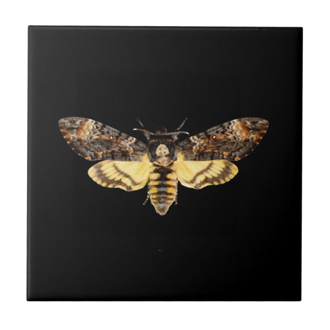 african death head moth butterfly insect Acheronti Tile (Front)
