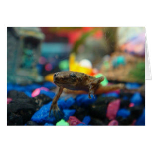 African Dwarf Frog