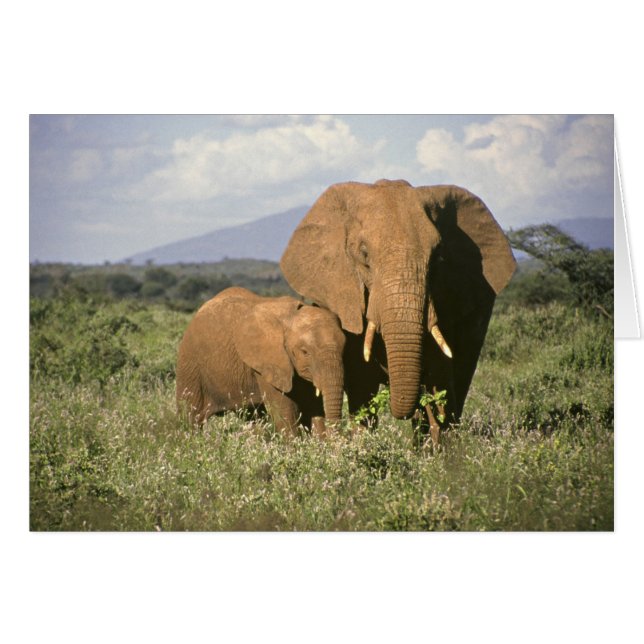 African Elephant (Front Horizontal)