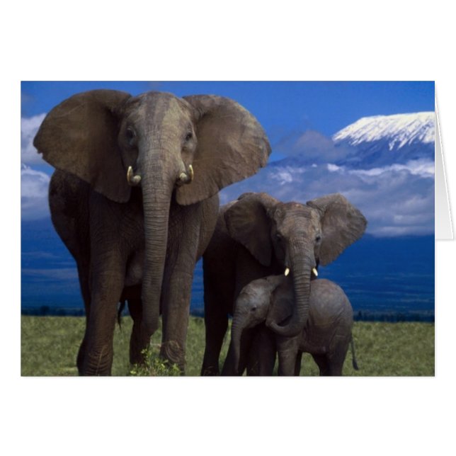 African Elephant (Front Horizontal)
