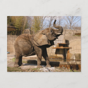 African_Elephant_001 Postcard