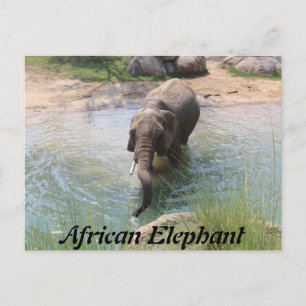 African Elephant # 2 Postcard