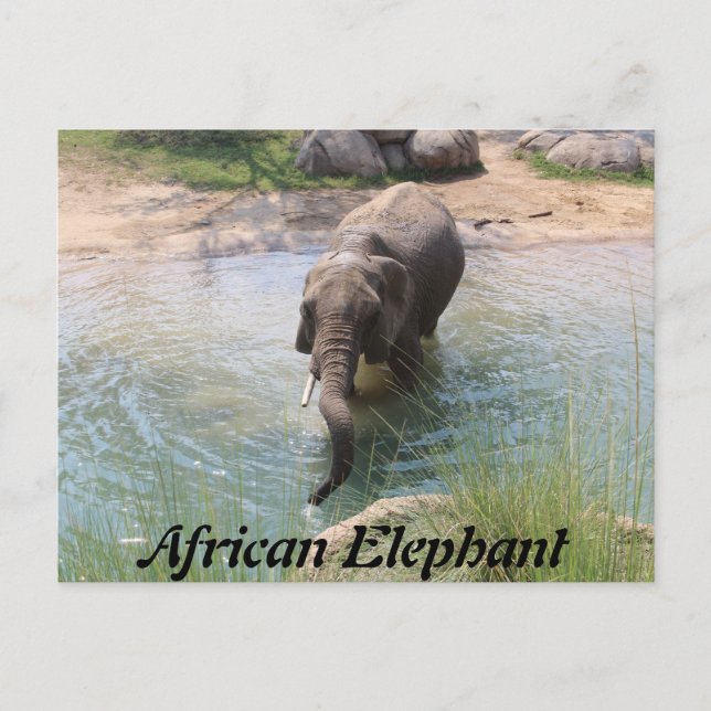 African Elephant # 2 Postcard (Front)