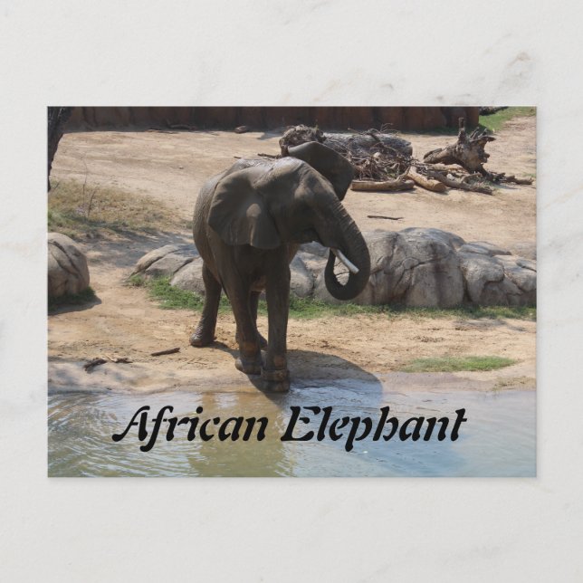 African Elephant # 7 Postcard (Front)