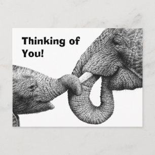 African Elephant and Calf Postcard