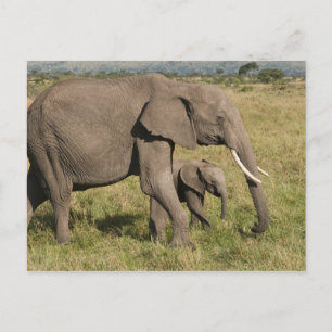 African Elephant and cub (Loxodonta africana), Postcard
