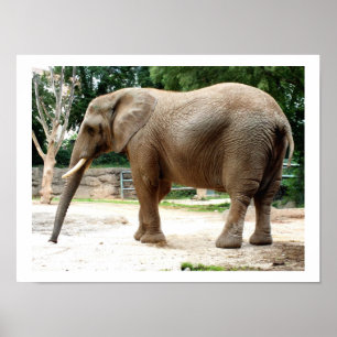 African elephant animal poster