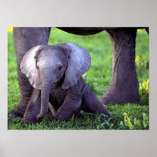 African Elephant Baby Portrait Poster Print