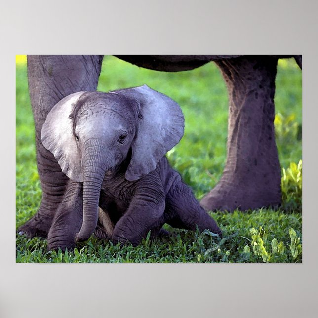 African Elephant Baby Portrait Poster Print (Front)