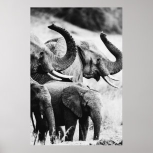 African elephant black and white poster