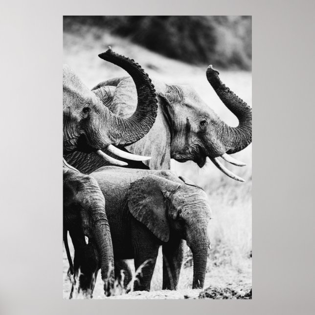 African elephant black and white poster (Front)