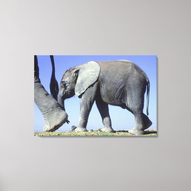 African Elephant Calf Canvas Print (Front)