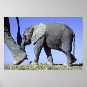 African Elephant Calf Poster