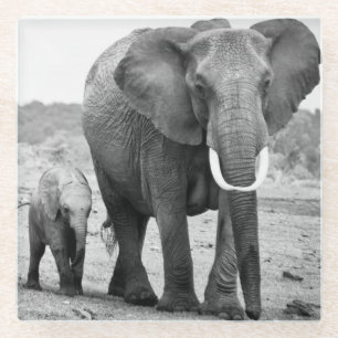 African Elephant & Calves Kenya, Africa Glass Coaster
