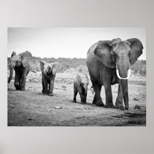 African Elephant & Calves   Kenya, Africa Poster
