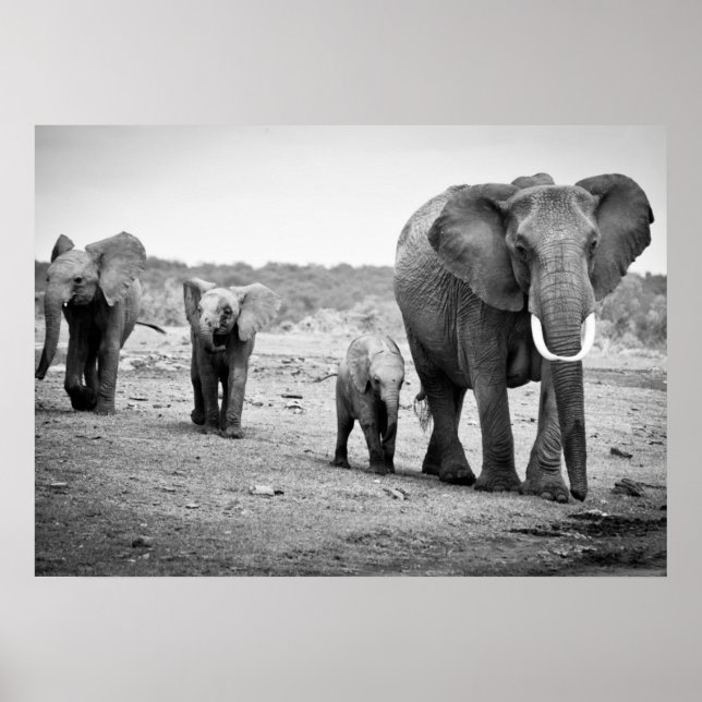 African Elephant & Calves | Kenya, Africa Poster (Front)