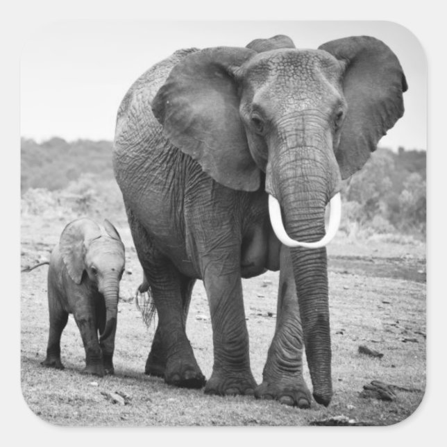 African Elephant & Calves | Kenya, Africa Square Sticker (Front)