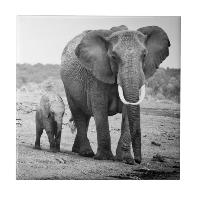 African Elephant & Calves | Kenya, Africa Tile (Front)