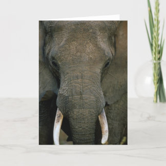 African Elephant Card