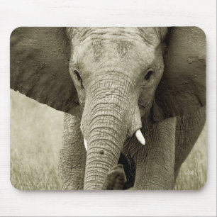 African elephant charge, wildlife safari mousepads