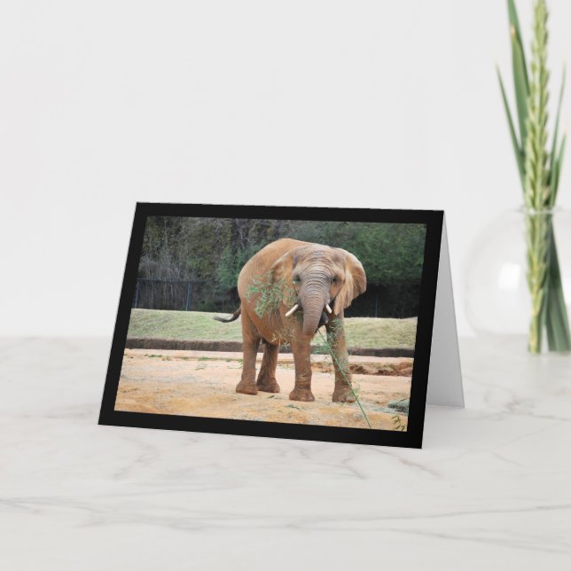 African Elephant Eating Card (Front)