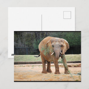 African Elephant Eating Postcard