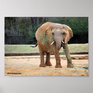 African Elephant Eating Poster