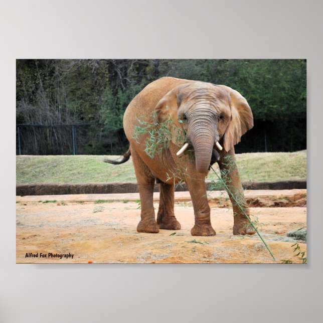 African Elephant Eating Poster (Front)