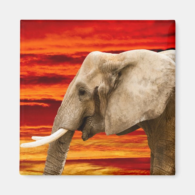 African Elephant - Fridge Magnet (Front)
