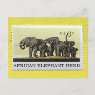 African Elephant Herd 1970 Postcard