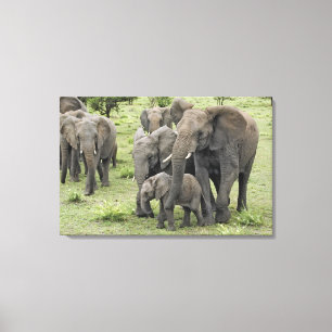 African Elephant Herd Canvas Print