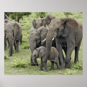 African Elephant herd, Loxodonta africana, 2 Poster