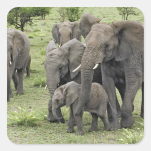 African Elephant herd, Loxodonta africana, 2 Square Sticker