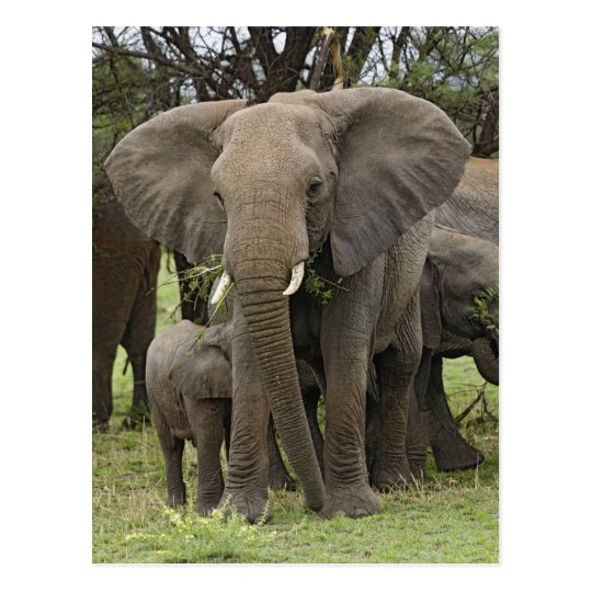 African Elephant herd, Loxodonta africana, Postcard