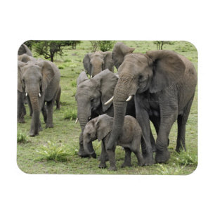African Elephant Herd Magnet