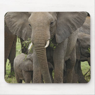 African Elephant Herd Mouse Mat
