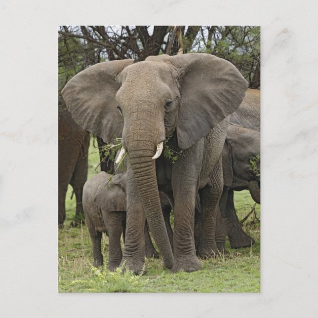 African Elephant | Herd Postcard (Front)