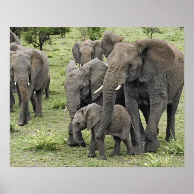 African Elephant Herd Poster (Front)