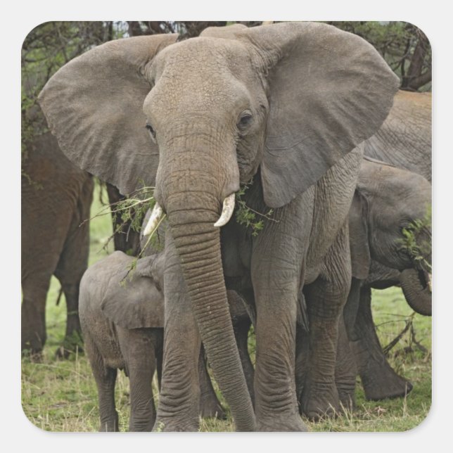 African Elephant | Herd Square Sticker (Front)
