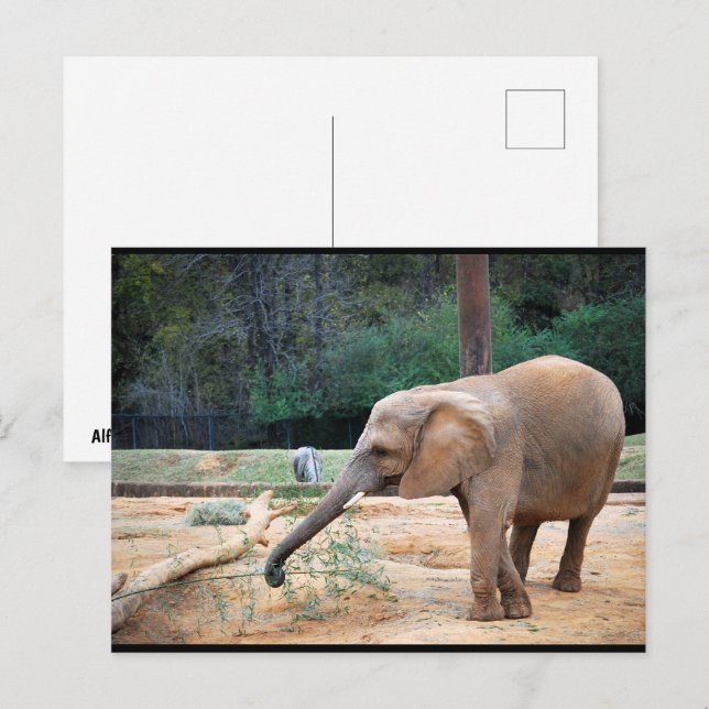 African Elephant in Park Portrait Postcard (Front/Back)