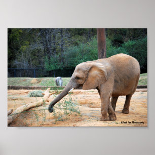 African Elephant in Park Portrait Poster